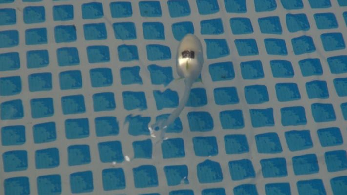 BionicFishロボット